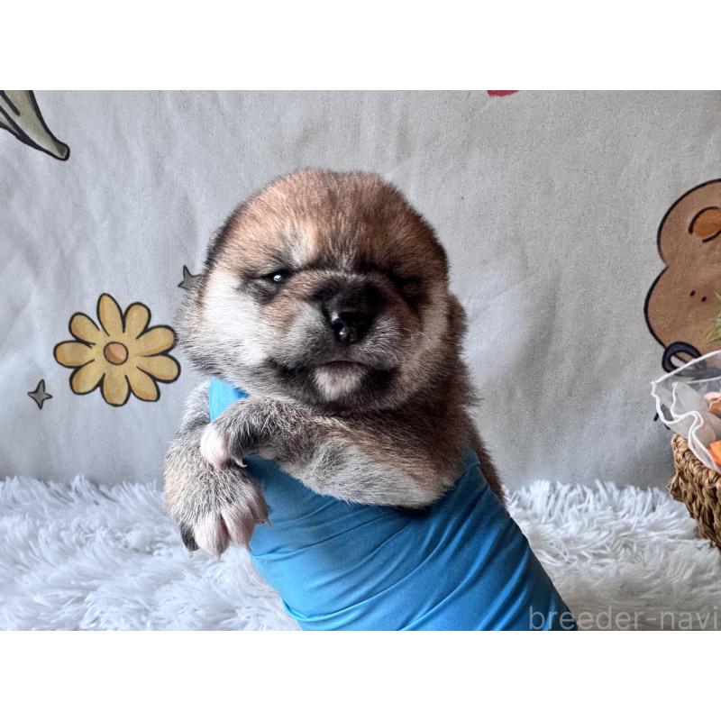 商談中の茨城県の柴犬-440618の12枚目