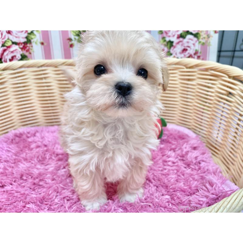 成約済の秋田県のマルプー:マルチーズ×トイプードル-439320の9枚目