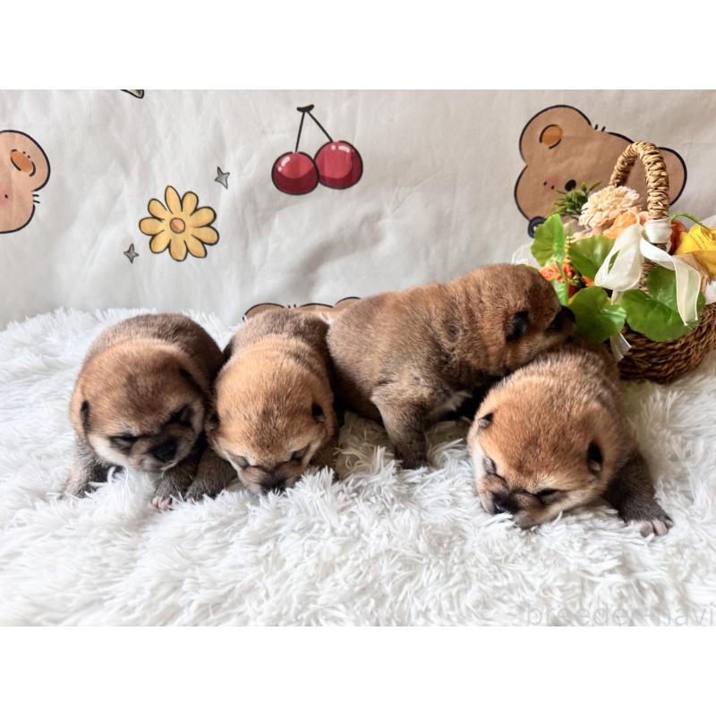 商談中の茨城県の柴犬-440618の11枚目