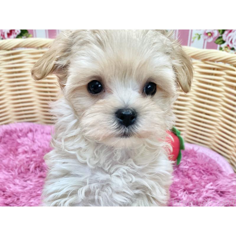 成約済の秋田県のマルプー:マルチーズ×トイプードル-439320の8枚目