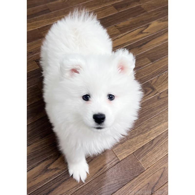 販売中の東京都のサモエド-441532