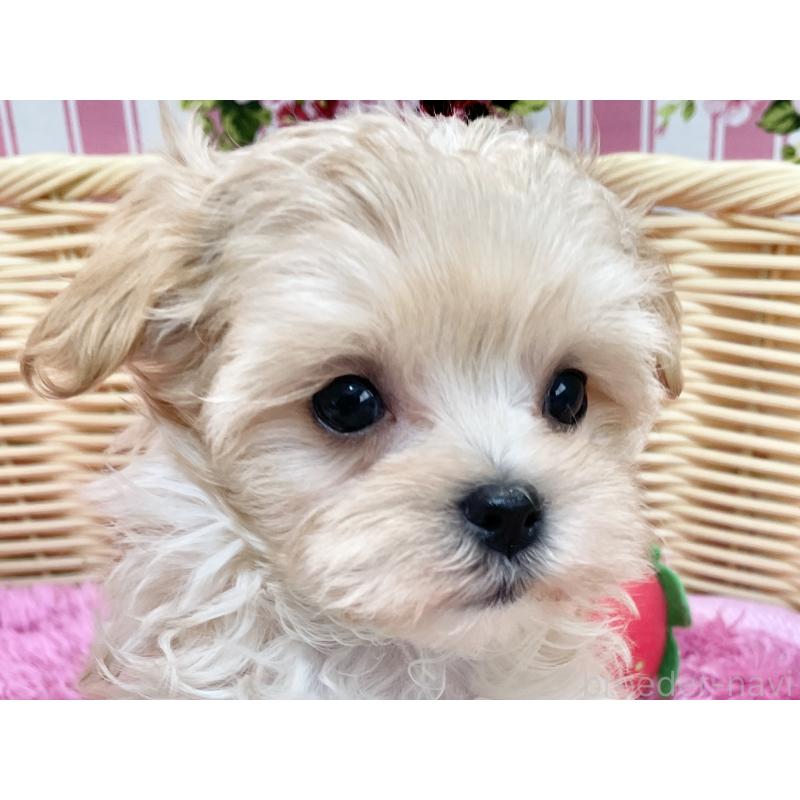 販売中の秋田県のマルプー:マルチーズ×トイプードル-439320