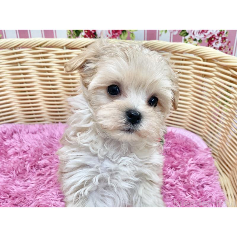 成約済の秋田県のマルプー:マルチーズ×トイプードル-439320の7枚目