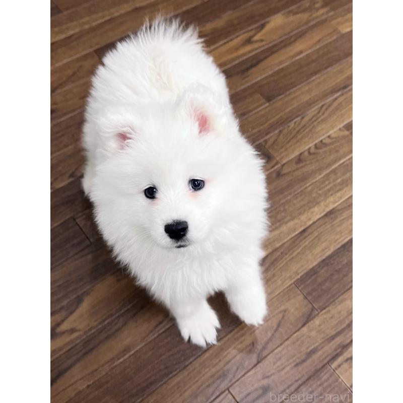 販売中の東京都のサモエド-441532の6枚目