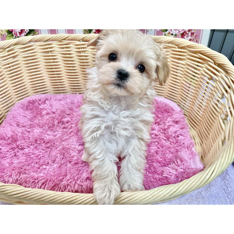 成約済の秋田県のマルプー:マルチーズ×トイプードル-439320の6枚目