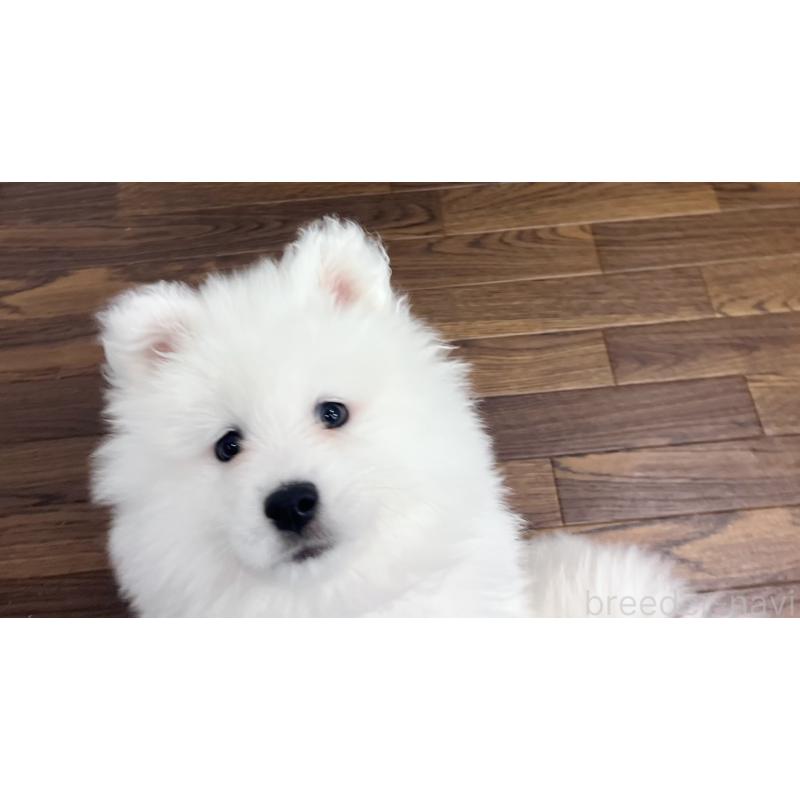 販売中の東京都のサモエド-441532の5枚目