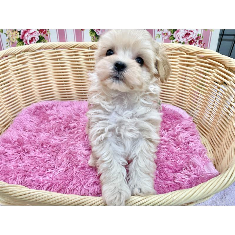 成約済の秋田県のマルプー:マルチーズ×トイプードル-439320の5枚目