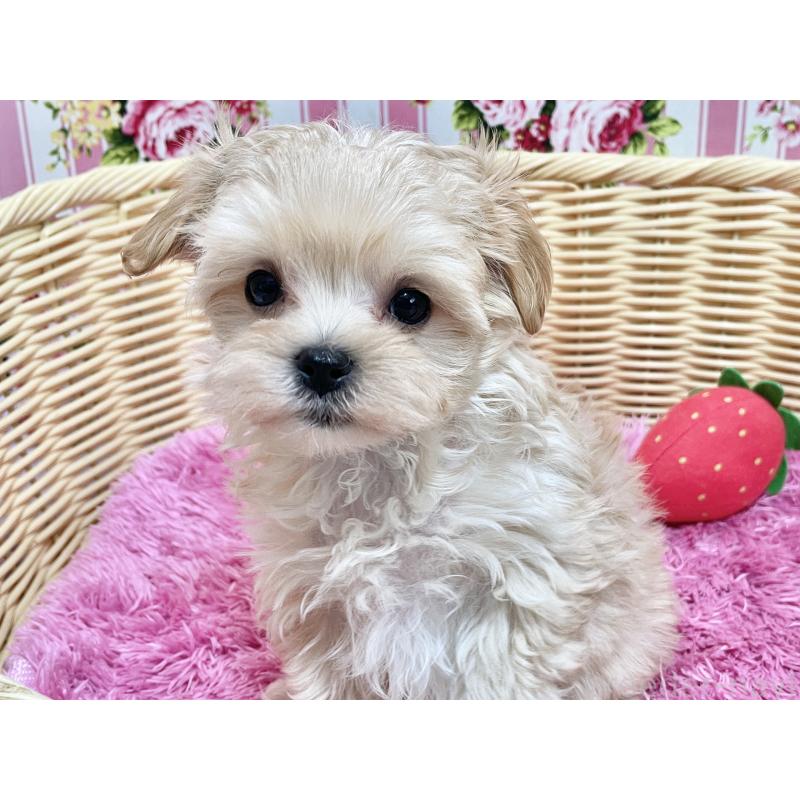 成約済の秋田県のマルプー:マルチーズ×トイプードル-439320の3枚目