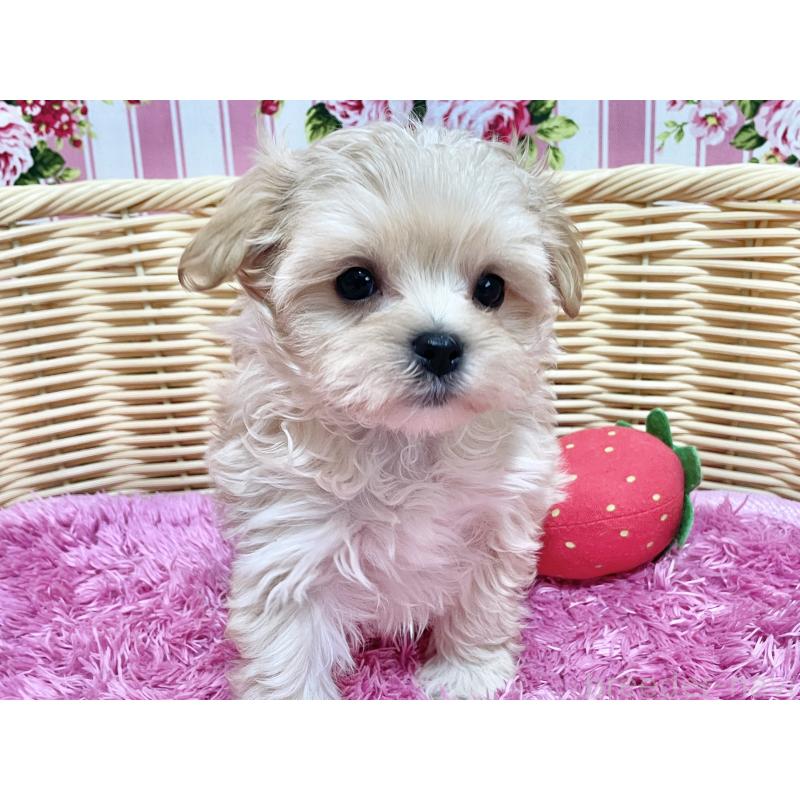 成約済の秋田県のマルプー:マルチーズ×トイプードル-439320の2枚目