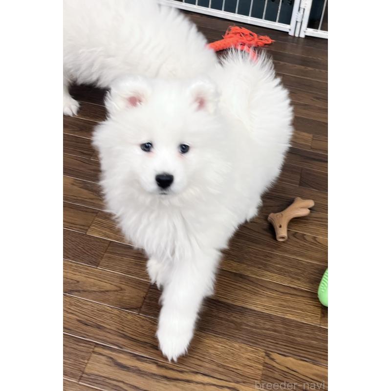 販売中の東京都のサモエド-441532の3枚目