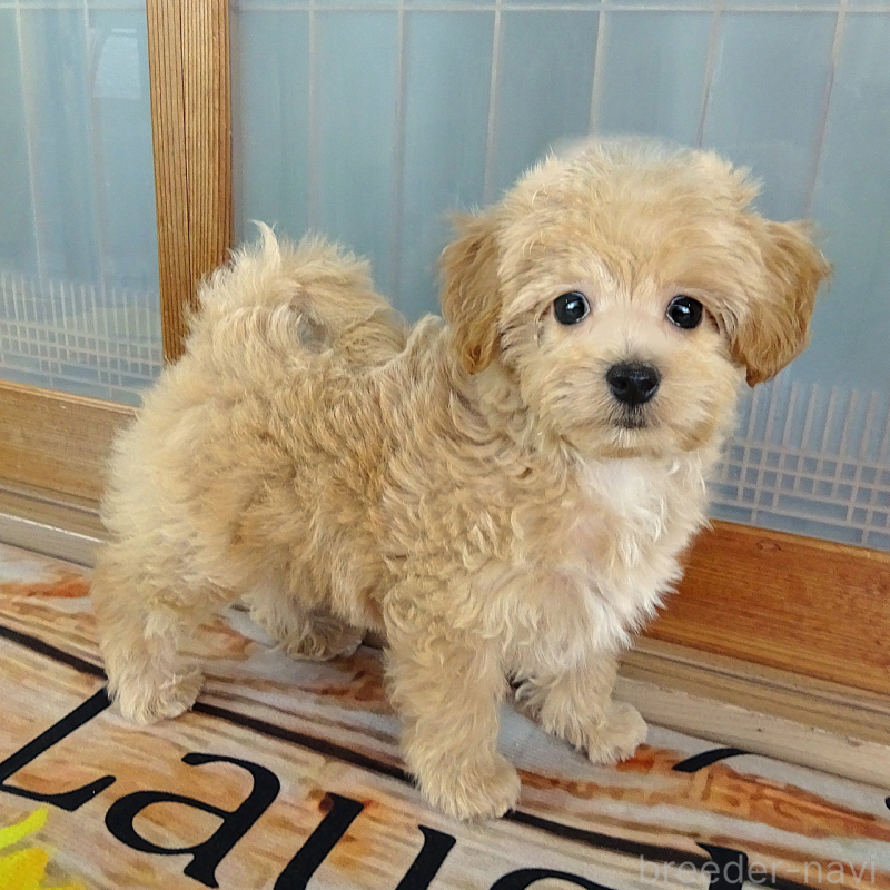 販売中の熊本県のマルプー:マルチーズ×トイプードル-443159の5枚目