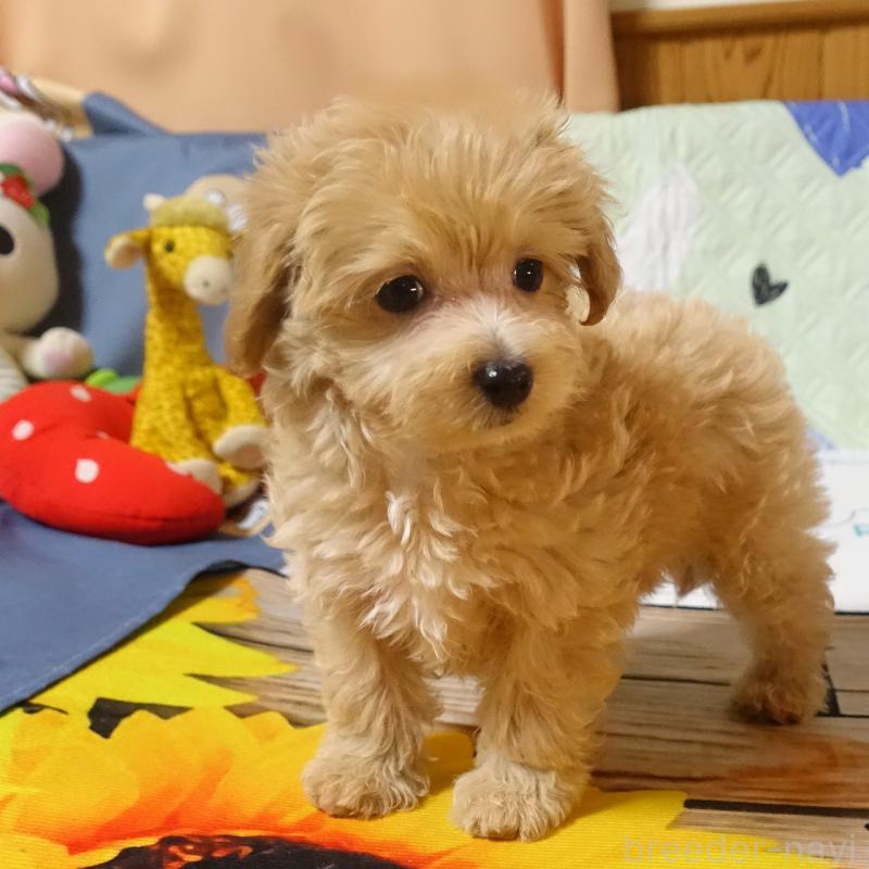 販売中の熊本県のマルプー:マルチーズ×トイプードル-443159の4枚目