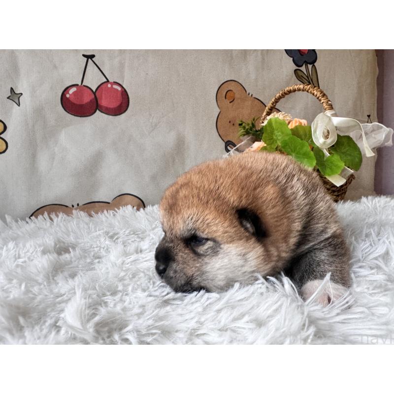 販売中の茨城県の柴犬-443158の2枚目