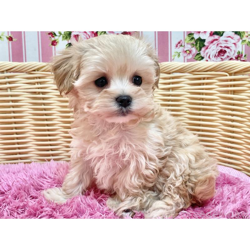 成約済の秋田県のマルプー:マルチーズ×トイプードル-439322の11枚目