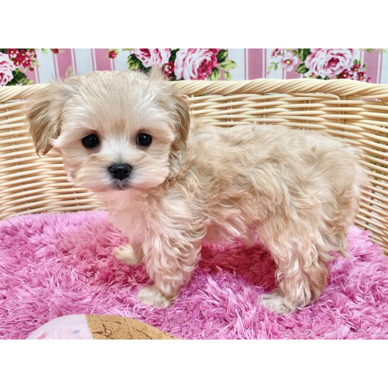 成約済の秋田県のマルプー:マルチーズ×トイプードル-439322の10枚目