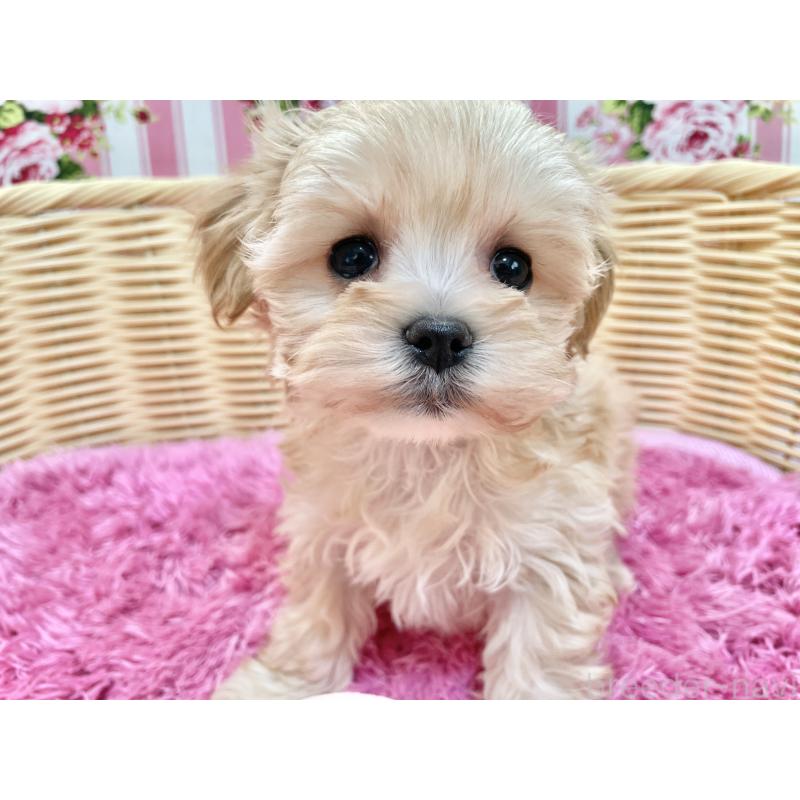 成約済の秋田県のマルプー:マルチーズ×トイプードル-439322の9枚目