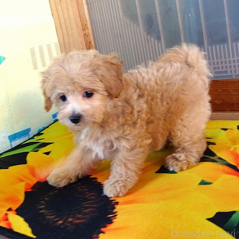 販売中の熊本県のマルプー:マルチーズ×トイプードル-443159の3枚目