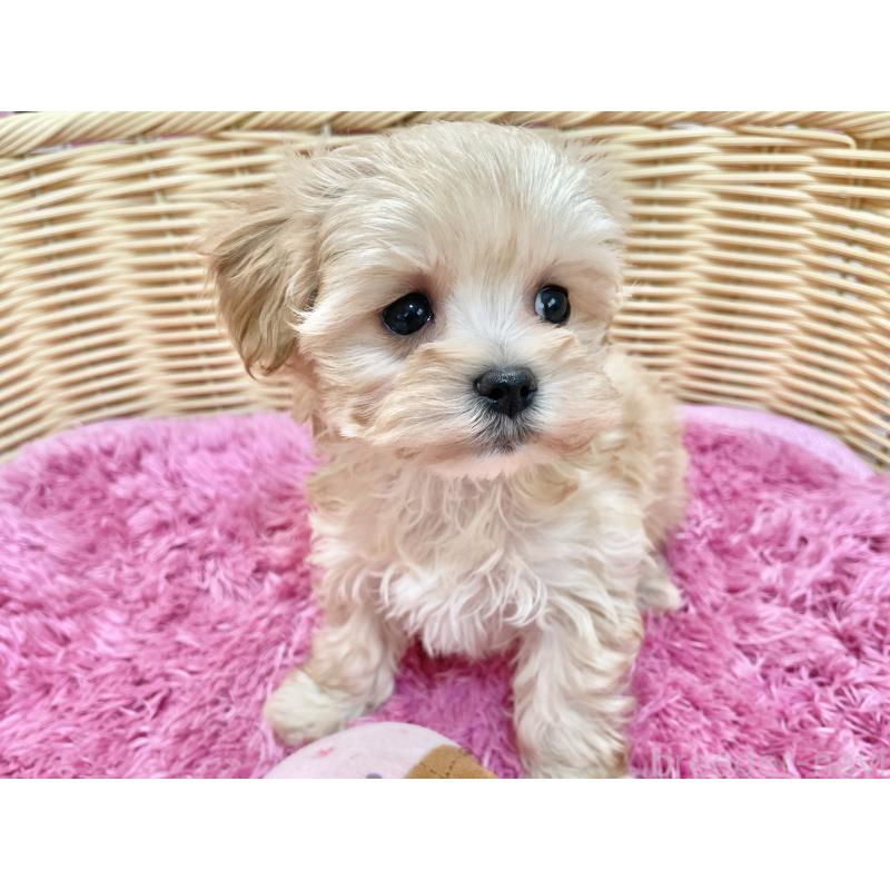 成約済の秋田県のマルプー:マルチーズ×トイプードル-439322の8枚目