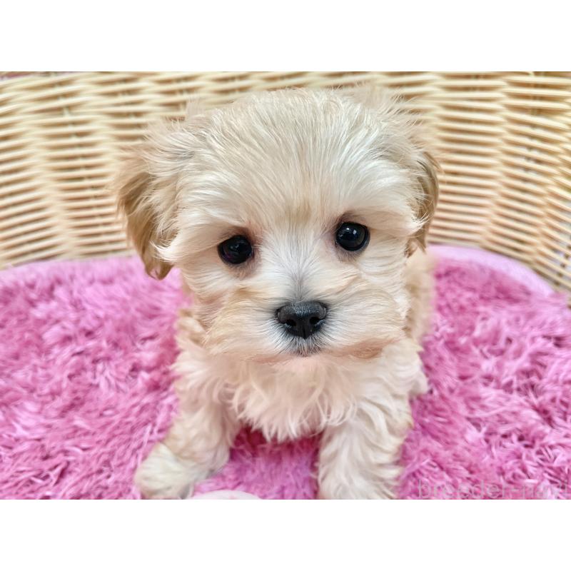 成約済の秋田県のマルプー:マルチーズ×トイプードル-439322の7枚目