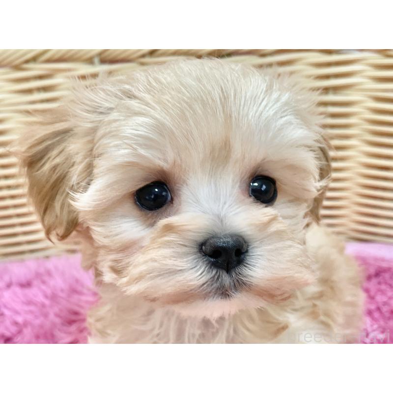 成約済の秋田県のマルプー:マルチーズ×トイプードル-439322の6枚目