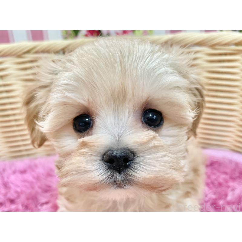 販売中の秋田県のマルプー:マルチーズ×トイプードル-439322