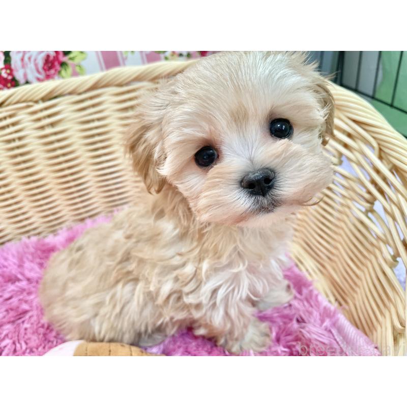 成約済の秋田県のマルプー:マルチーズ×トイプードル-439322の4枚目