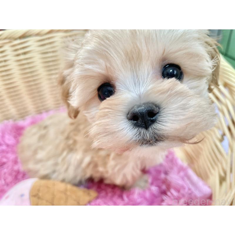 成約済の秋田県のマルプー:マルチーズ×トイプードル-439322の3枚目