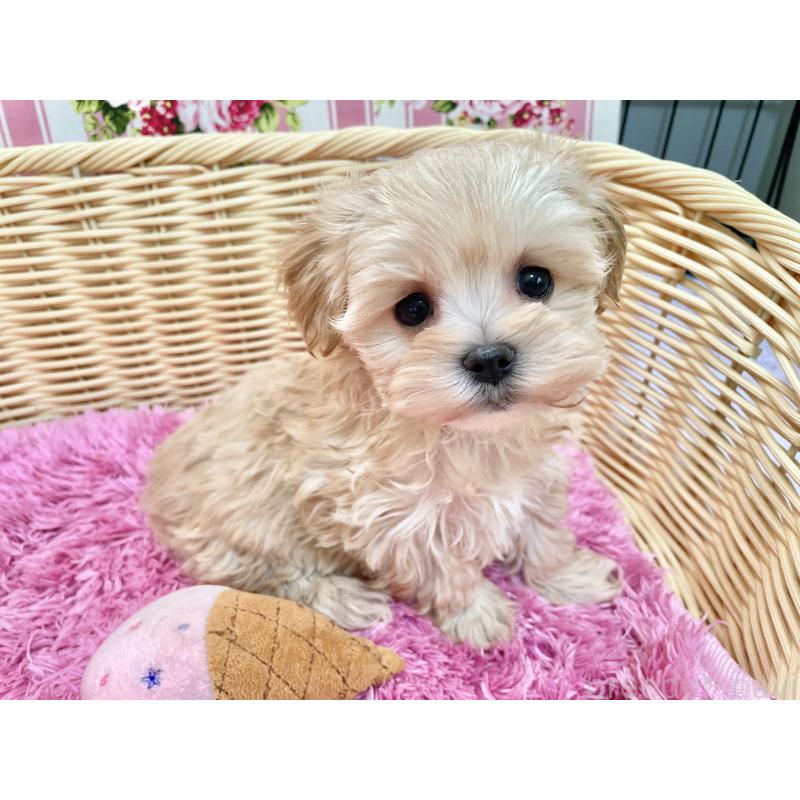 販売中の秋田県のマルプー:マルチーズ×トイプードル-439322