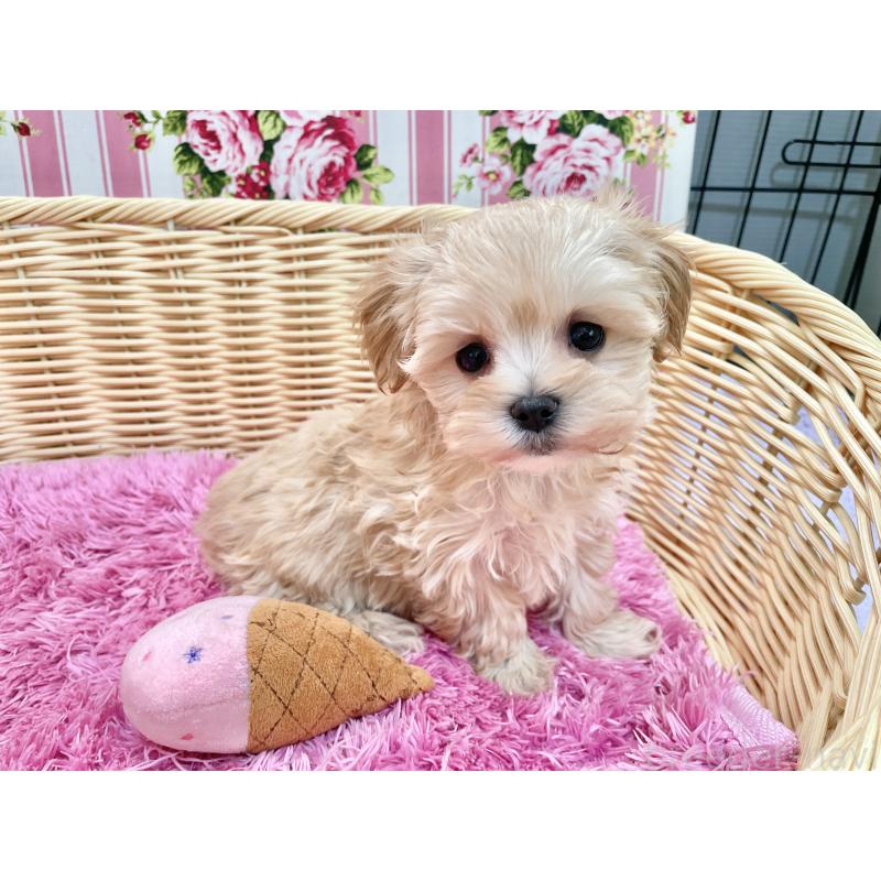 成約済の秋田県のマルプー:マルチーズ×トイプードル-439322の2枚目