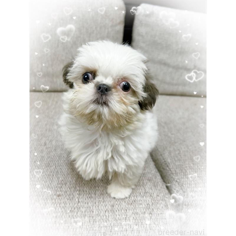 販売中の東京都のシーズー-430791の5枚目