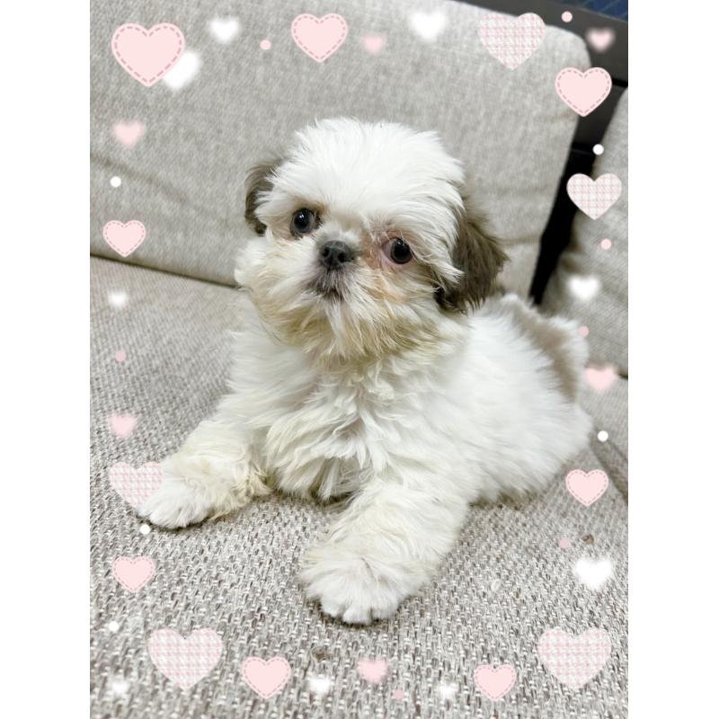 販売中の東京都のシーズー-430791の4枚目