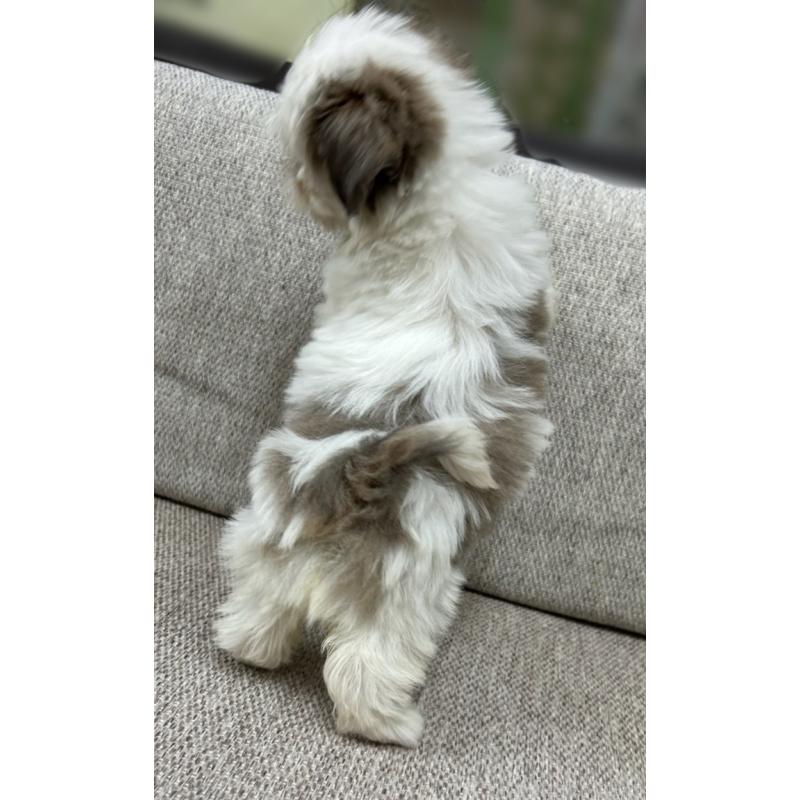 販売中の東京都のシーズー-430791の2枚目