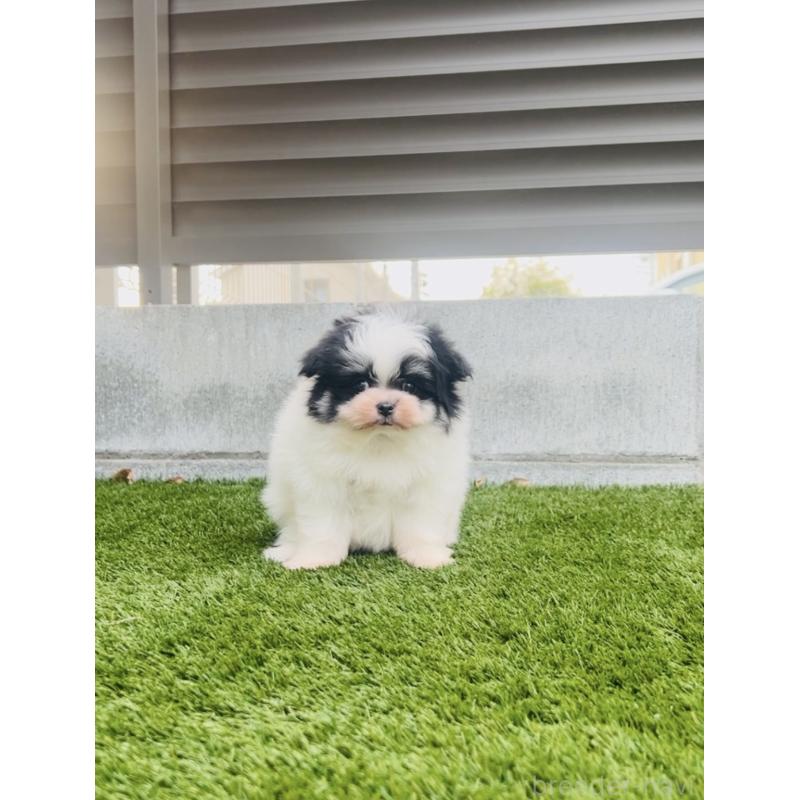 販売中の福岡県のミックス犬-443160の9枚目