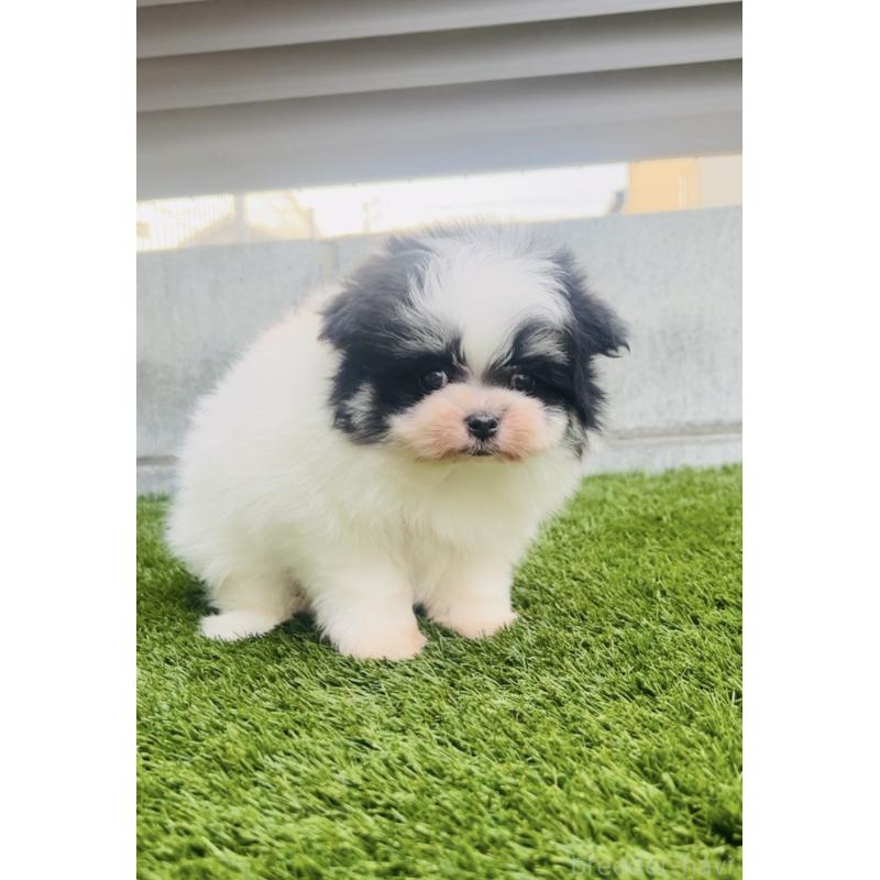 販売中の福岡県のミックス犬-443160の8枚目