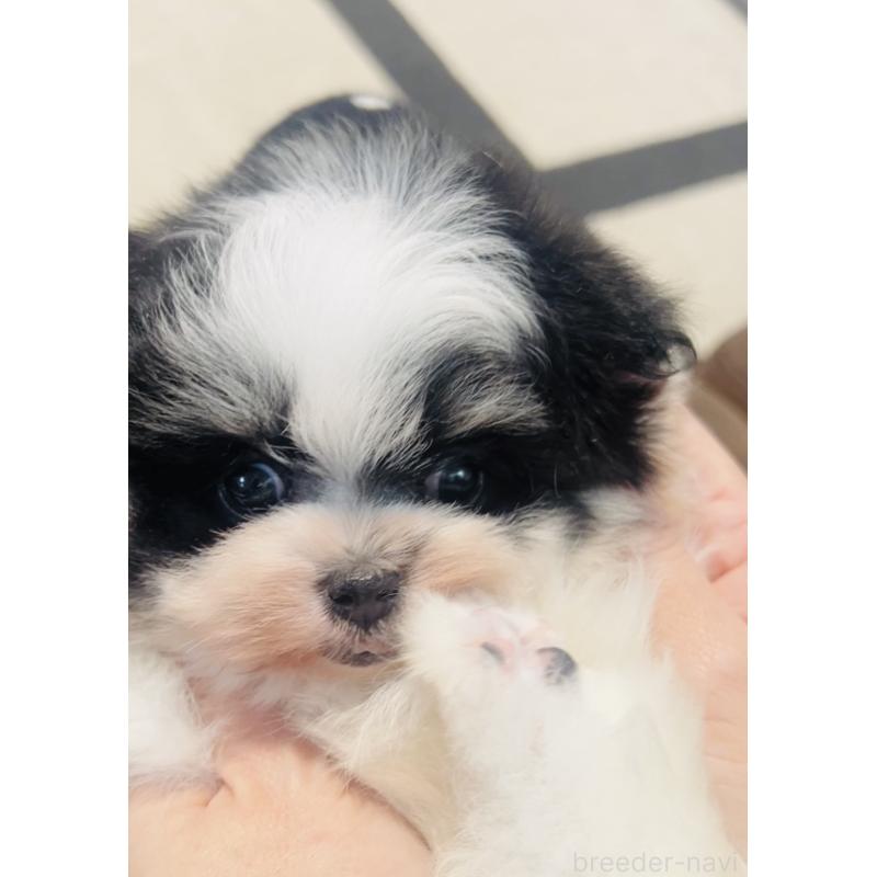 販売中の福岡県のミックス犬-443160の6枚目