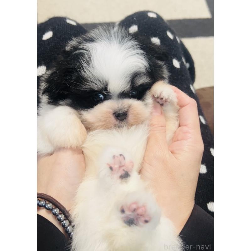 販売中の福岡県のミックス犬-443160の5枚目