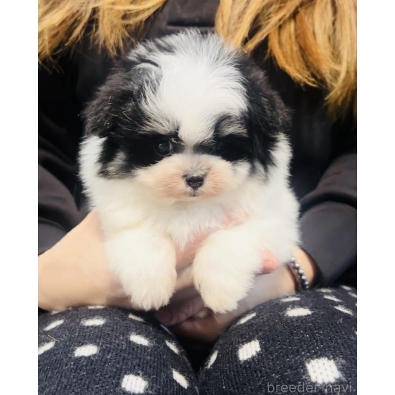 販売中の福岡県のミックス犬-443160の4枚目