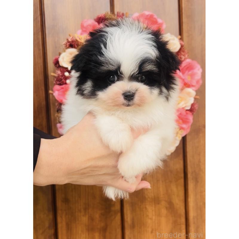 販売中の福岡県のミックス犬-443160の2枚目