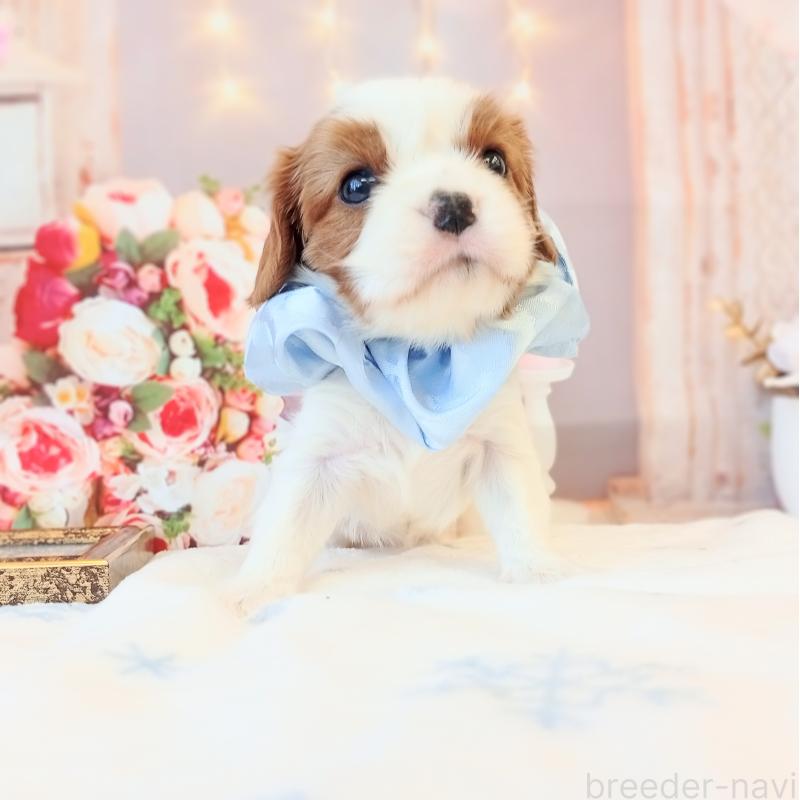 販売中の和歌山県のキャバリアキングチャールズスパニエル-441435