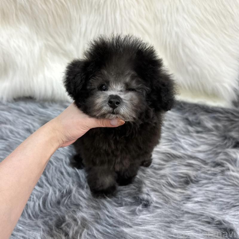 販売中の広島県のタイニープードル-433803の1枚目