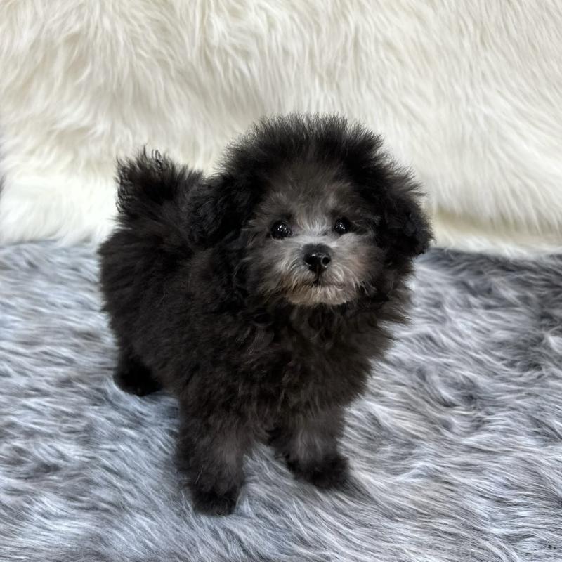 販売中の広島県のタイニープードル-433803の4枚目