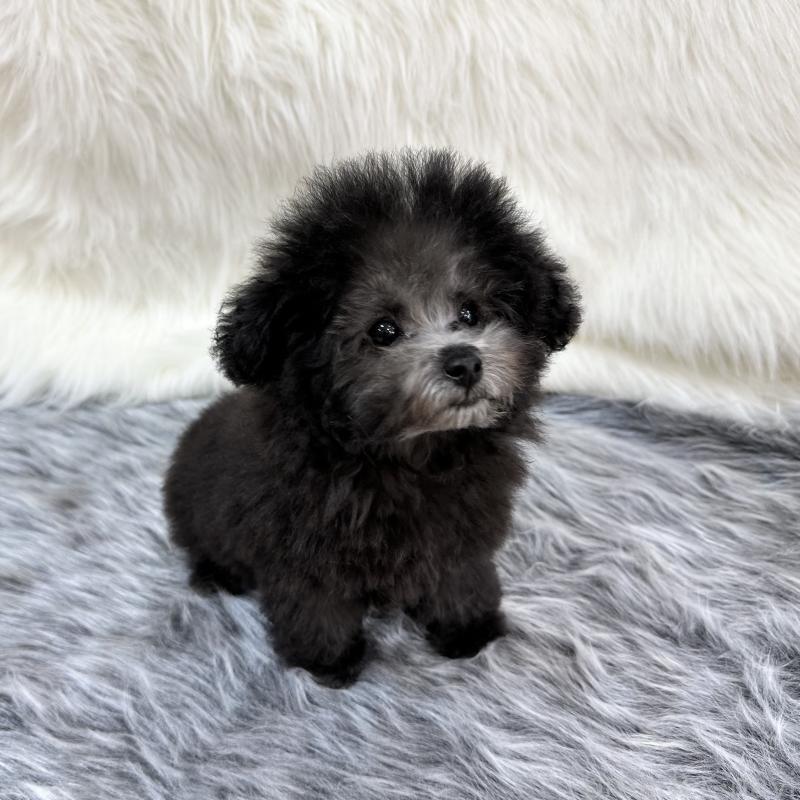 販売中の広島県のタイニープードル-433803の3枚目