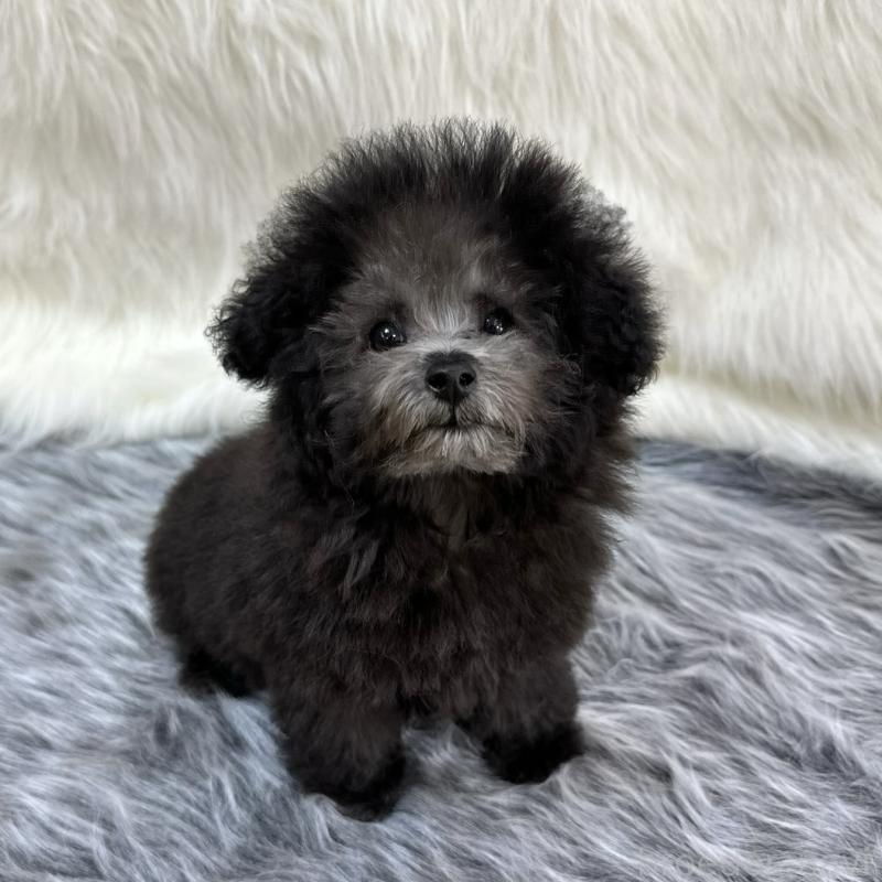 販売中の広島県のタイニープードル-433803の2枚目