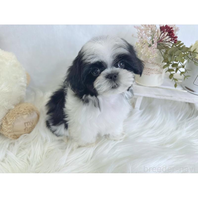 販売中の大阪府のマルシーズー:マルチーズ×シーズー-443163の5枚目