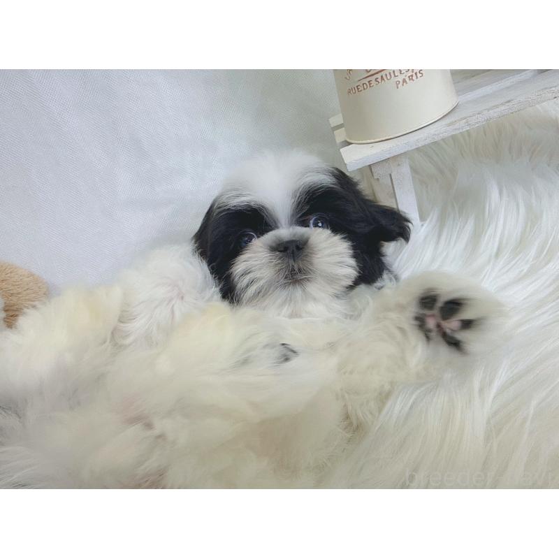 販売中の大阪府のマルシーズー:マルチーズ×シーズー-443163の4枚目