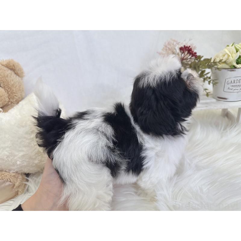 販売中の大阪府のマルシーズー:マルチーズ×シーズー-443163の3枚目