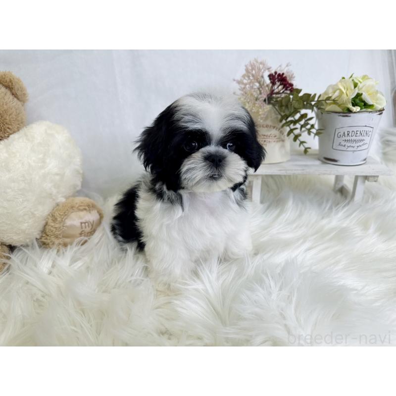 販売中の大阪府のマルシーズー:マルチーズ×シーズー-443163の2枚目