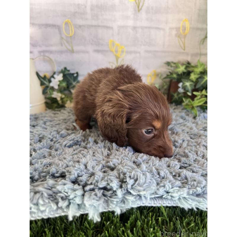 販売中の埼玉県のミニチュアダックスフンド(ロングヘアード)-443164の10枚目