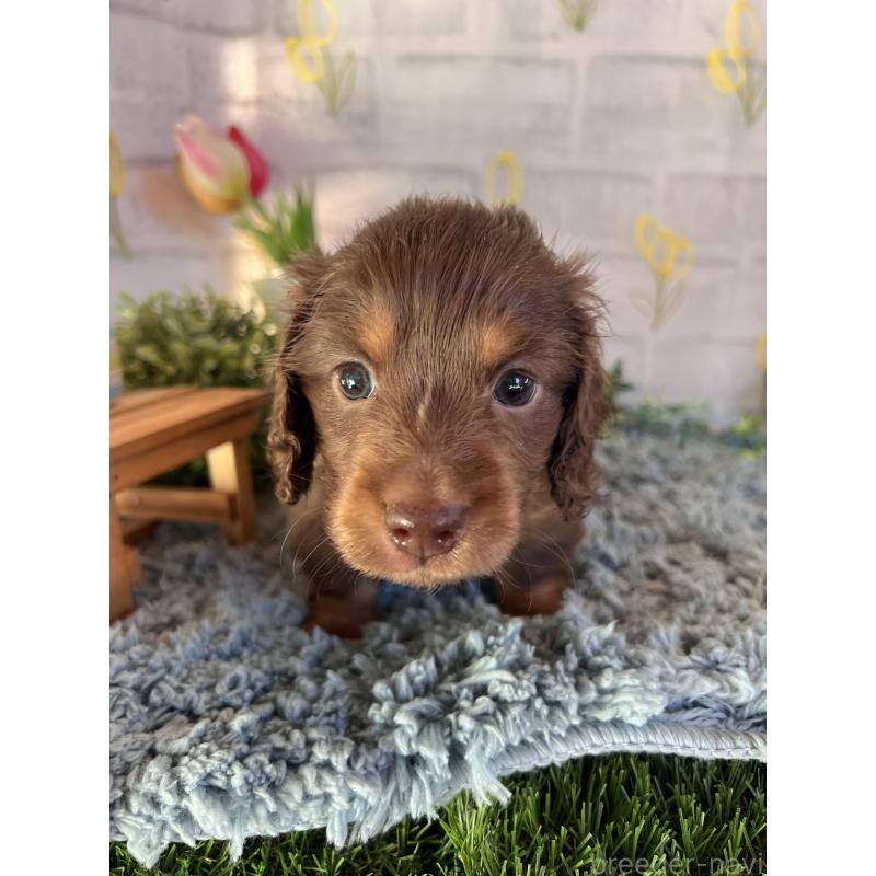 販売中の埼玉県のミニチュアダックスフンド(ロングヘアード)-443164の9枚目