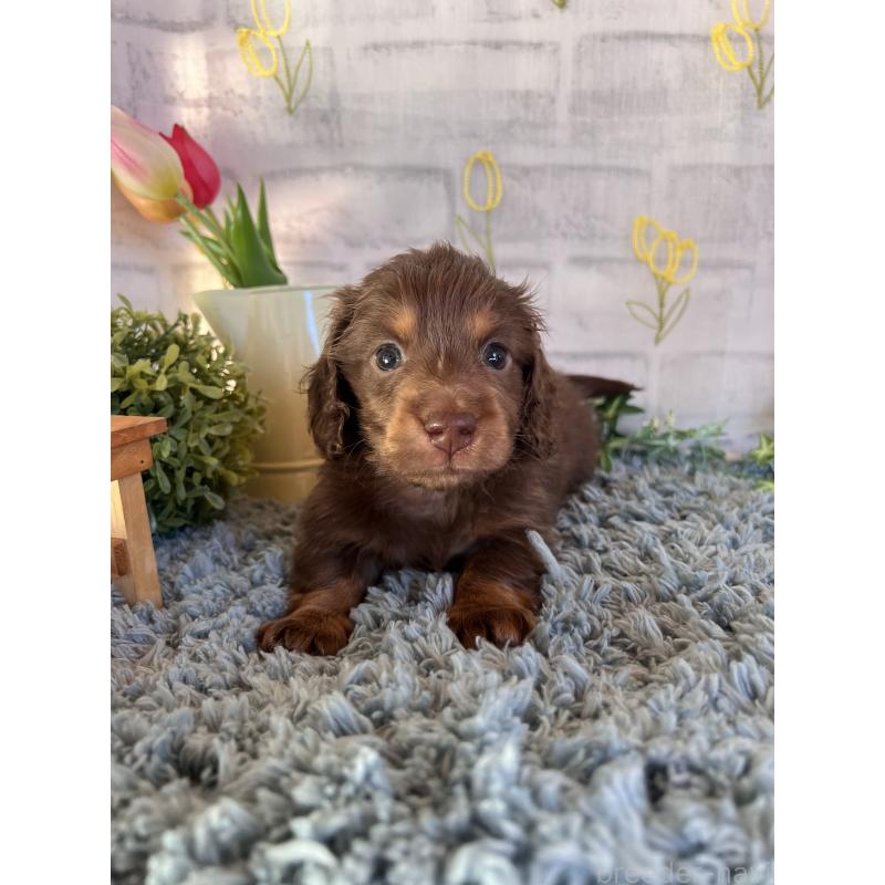 販売中の埼玉県のミニチュアダックスフンド(ロングヘアード)-443164の8枚目